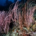 seawhip_pc_h_0705_png1966.jpg